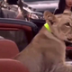 Video: V kabrioletu po ulicah vozil levjega mladiča