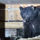 Video: Niso vedeli, da pod stopnicami drema medved