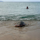 Zaščitene morske želve umirale na znani plaži na Hrvaškem