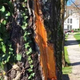 Strela poškodovala drevo v parku, kjer je pokopan France Prešeren