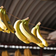 Zaradi podnebnih sprememb se bodo podražile banane