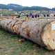 Organizatorji licitacije vrednejšega lesa na Koroškem plačali globo, iščejo rešitve za prostor