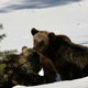Nevladne organizacije pozivajo k preselitvi štirih medvedov iz kletk v naravo