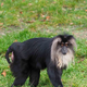 Iz živalskega vrta ukradli 15-letno Rumo, pripadnico močno ogrožene vrste makakov