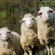 Z ograjenega pašnika izginile štiri ovce