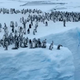 Video: Še nikoli videni prizori obnašanja cesarskih pingvinov