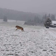 Video: Volk napadel ponija v hlevu, kmetje v skrbeh, bojijo se za svoje živali in otroke