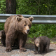 Na cesti med Pivko in Ilirsko Bistrico se ustavljali in fotografirali medvedko z mladiči