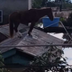 Video: Kaj počne konj na strehi?