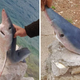 Foto: Ribič v Neumu ujel mladiča sinjega morskega psa