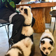 Kitajski živalski vrt skušal preslepiti obiskovalce