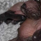 Društvo Skupina veterinarjev steriliziraja potepuhe pomaga tudi netopirjem