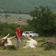 Tragedija v Dalmaciji: Daljnovod padel na krave, niso preživele