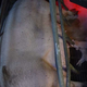 FOTO in VIDEO: slovenske svinje živijo v brutalnih razmerah