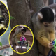 Miklavž je obiskal tudi opice v ljubljanskem ZOO