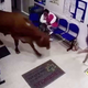 Pobegla krava prestrašila paciente
