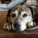 6 razlogov, zakaj posvojiti starejšega psa