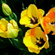 Poznate legendo o rumenem tulipanu?