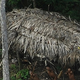 Po 26 letih popolne samote v Braziliji umrl zadnji predstavnik staroselskega plemena