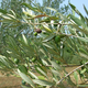 Inštitut za oljkarstvo nagradil najboljše namizne oljke