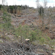 V Trnovskem gozdu ne bo več velikih posekov