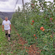 Jabolk letos ne bo niti za štrudelj