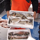 Ministrstvo objavilo poziv k ribolovu orad in drugih vrst rib