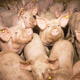 Slavonski rejci svinj vztrajajo s protesti, zahtevajo klanje svinj
