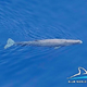 Pri Korčuli opazili kite glavače