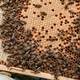 V čebeljem panju se skriva veliko stvari, ki krepijo zdravje
