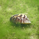 V delti Neretve našli novo invazivno školjko