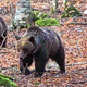 Medvedka dvakrat prišla do gozdarja (VIDEO)
