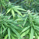 Zdravniki opozorili na tveganja pri uporabi konoplje