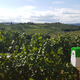 V Goriških brdih se zaključuje prva sezona pilotnega projekta pametnega vinogradništva z daljinskim nadzorom škodljivcev