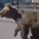 Noro: medved sredi mesta lovi ljudi (VIDEO)