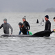Reševalcem v Tasmaniji rešili 108 kitov, poginilo jih je okoli 350