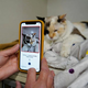 Kanadska aplikacija mačjim skrbnikom pove, ali je ljubljenček srečen