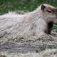 Najpremožnejše v Buenos Airesu živcirajo neobičajni sosedje - kapibare