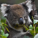 Avstralija bo zaščitila tretjino ozemlja, da bi pomagala ranljivim živalskim in rastlinskim vrstam