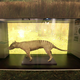 Izgubljene ostanke zadnjega tasmanskega tigra po 85 letih našli v muzejski omari