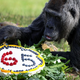 Najstarejša gorila na svetu praznuje 65. rojstni dan