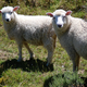 Nova Zelandija namerava zaradi izločanja metana obdavčiti krave in ovce