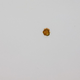 Kisla kumarica iz čizburgerja na stropu galerije: umetnina za 6 tisoč evrov