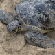 Zelena morska želvica pojedla toliko plastike, da jo je izločala šest dni