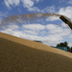 Ruske oblasti na jugu Ukrajine nameravajo pšenico prodati v Irak, Iran in Savdsko Arabijo