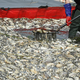 Na Poljskem iz rek odstranili že skoraj sto ton mrtvih rib