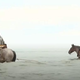 Belgijska tradicija: na lov za rakci kar s konjem
