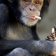 Harkov: Pobegla šimpanzinja se je s kolesom vrnila v živalski vrt