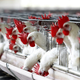 Na Novi Zelandiji zaradi prepovedi baterijske reje kokoši hudo pomanjkanje jajc