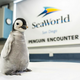 Po 13 letih se je v San Diegu spet izvalil cesarski pingvin